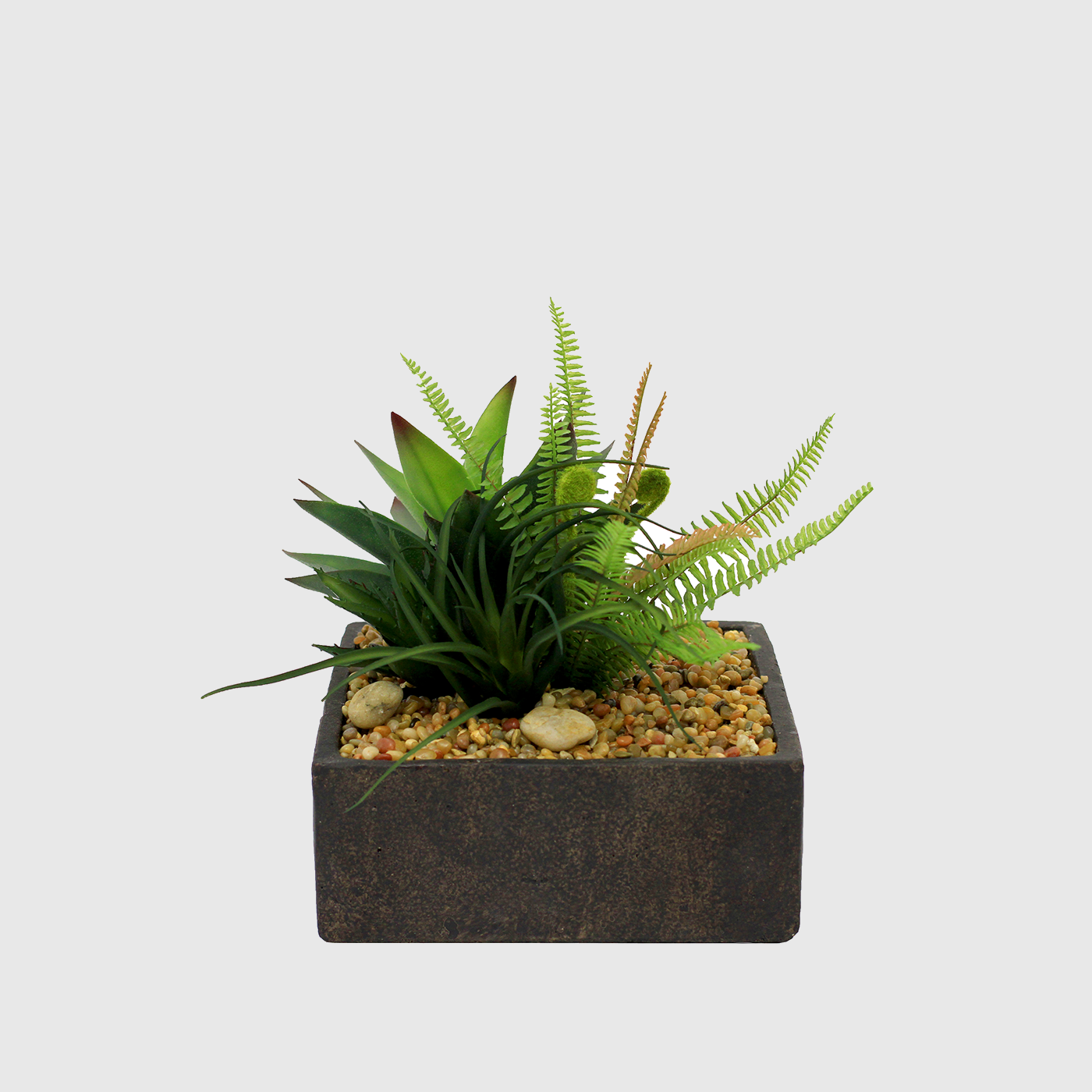 Planta de Aloe