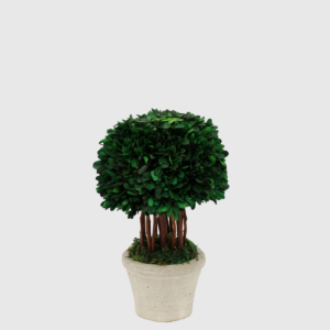 Mini Árbol en Maceta