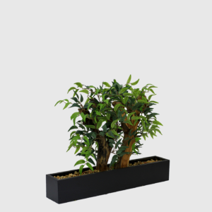 Mini Bonsai Ruscus