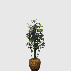 Planta Croton en Maceta