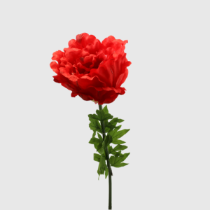 Flor Peonia