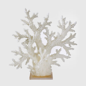 Coral Decorativo