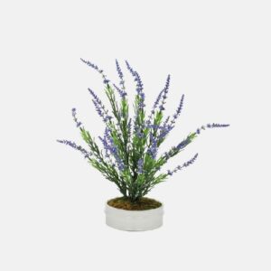 Arbusto Lavanda