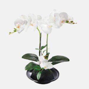 Orquídea con Plato