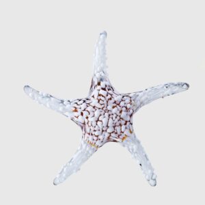 Estrella de Mar de Vidrio