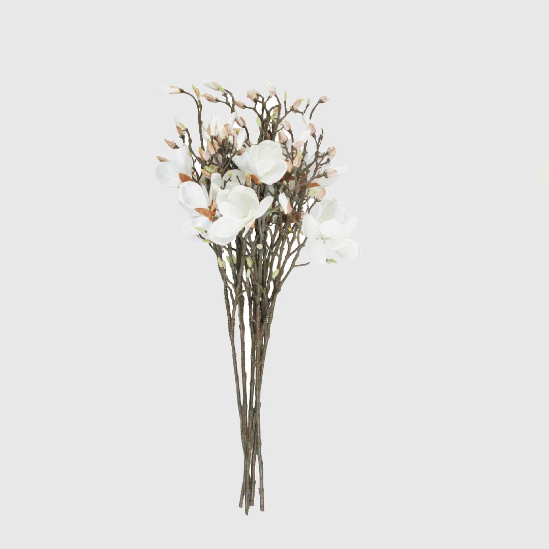 Magnolia Blanca - Imagen 2