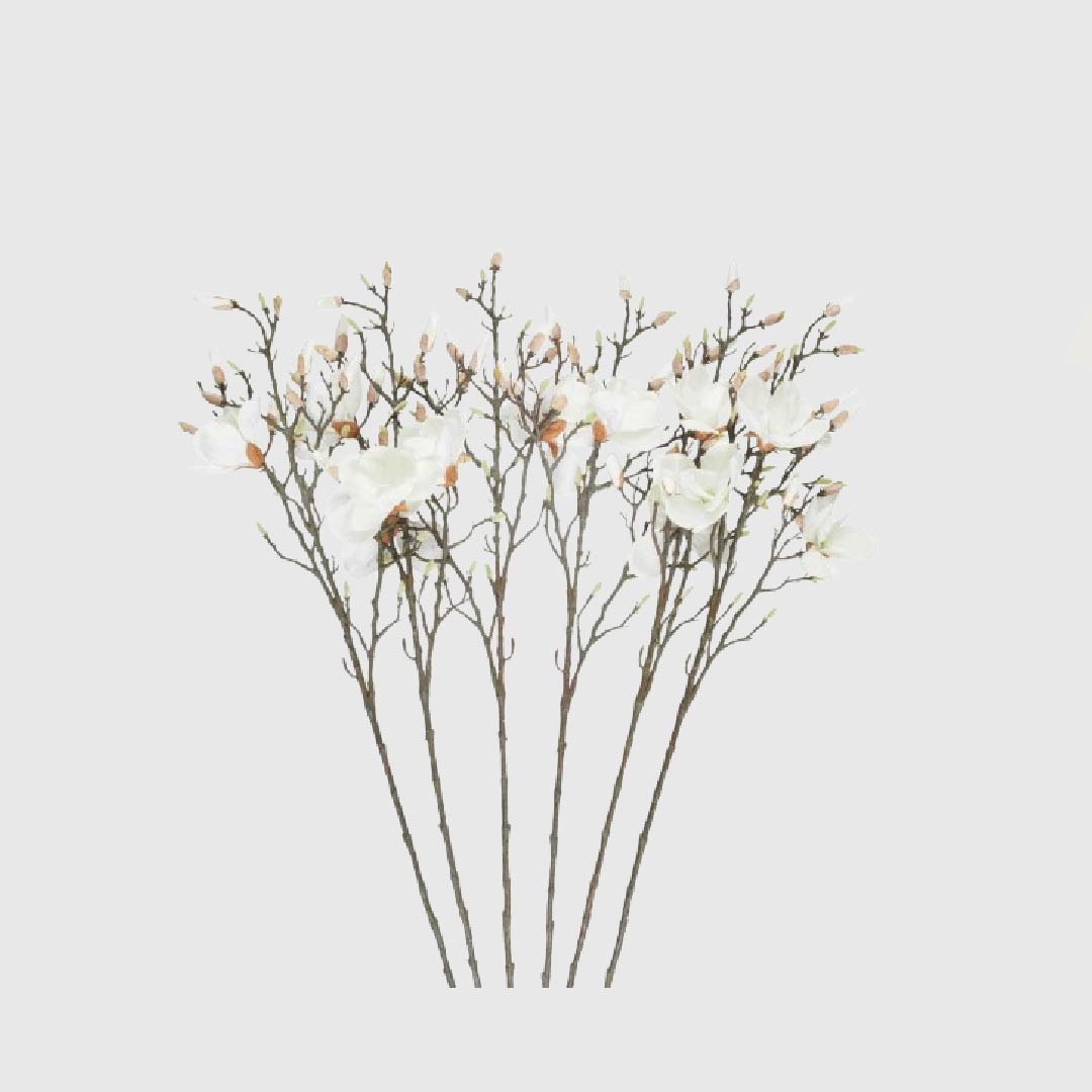 Magnolia Blanca