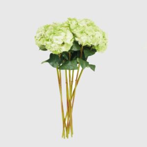Hortensia Verde set x 8