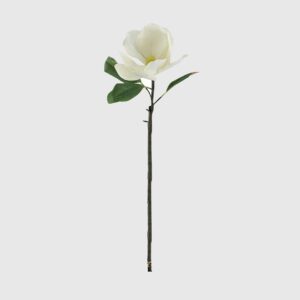 Tallo de Magnolia