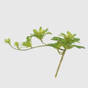 Dudleya Artificial