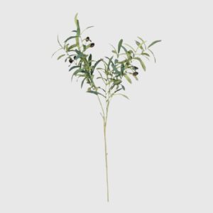 Rama de Hoja de Olivo Verde