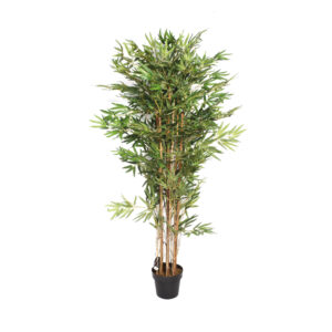 Planta Bambú
