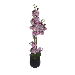 Oruidea 4 Tallos 17 Flores