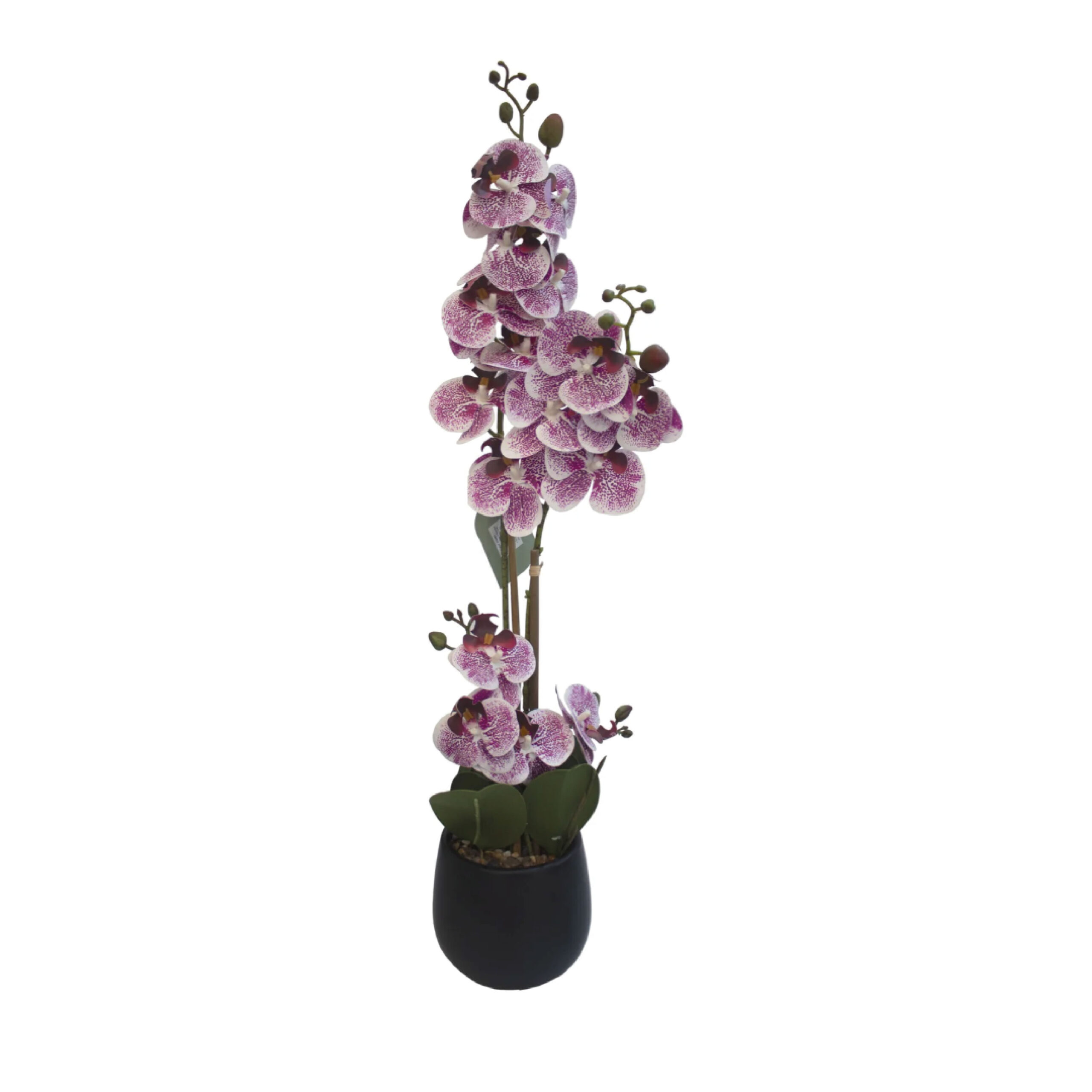 Oruidea 4 Tallos 17 Flores
