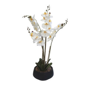 Orquidea 4 Tallos 25 Flores color Blanca